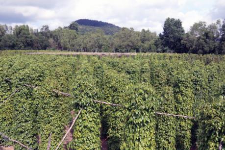 Thông tin thương nhân nước ngoài thao túng thị trường hồ tiêu: Bộ Công Thương nói gì?