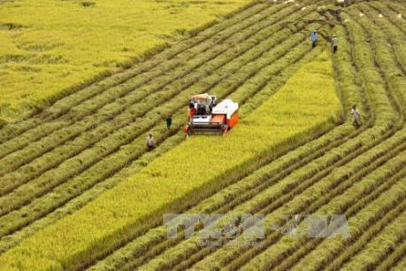 Đề xuất chính sách khuyến khích tích tụ đất đai sản xuất quy mô lớn