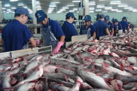 Xuất khẩu cá tra sang Hoa Kỳ giảm mạnh