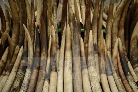 Tạm đình chỉ cán bộ hải quan liên quan vụ đánh tráo tang vật ngà voi