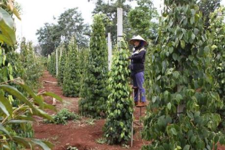 Thị trường hồ tiêu không biến động nhiều