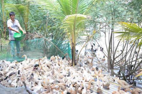 Xuất hiện ổ dịch cúm gia cầm tại Bạc Liêu​