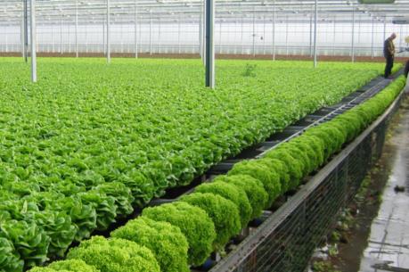 Hà Nội: Kết nối cung cầu tiêu thụ rau an toàn 