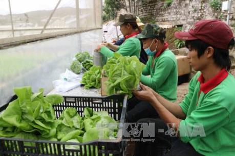 Trung Quốc, Nhật, Mỹ và﻿﻿ Hàn Quốc là 4 thị trường nhập khẩu rau quả hàng đầu