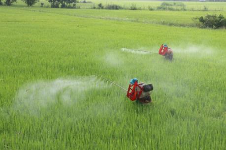 Sản lượng lúa Hè Thu đạt cao nhất từ trước đến nay