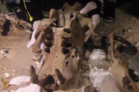 Phát hiện hóa thạch con lười khổng lồ