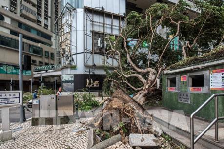 Bão Hato quét qua miền Nam Trung Quốc: Hàng trăm người bị thương