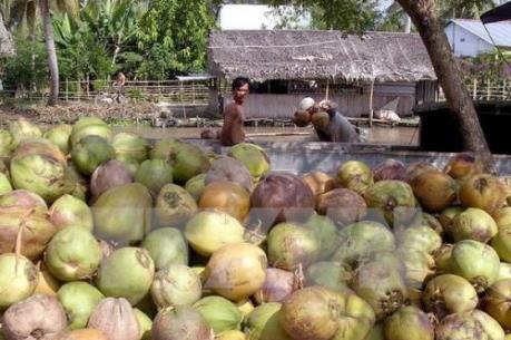 Giá dừa khô Trà vinh tăng lên mức 55.000 đồng/chục