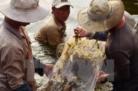 Bạc Liêu hướng tới trở thành trung tâm công nghiệp tôm