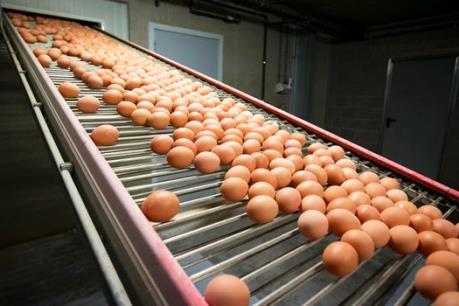 Quan chức Hà Lan bị chất vấn về bê bối trứng "bẩn"