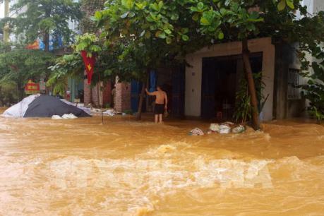 Mưa lớn vùi lấp hàng trăm ha lúa hoa màu tại Tuyên Quang
