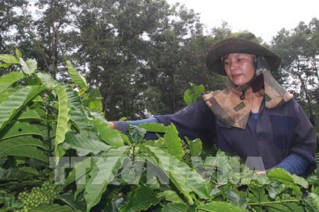 Agribank giải ngân hơn 950 tỷ đồng tái canh cây cà phê ở Lâm Đồng
