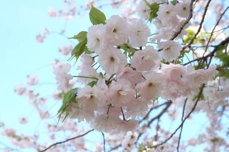 Sẽ không có hoa giả trong Lễ hội hoa anh đào tại Hà Nội