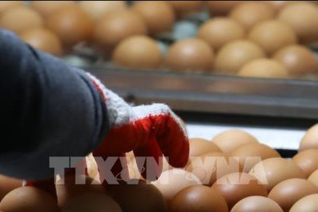 Phần Lan phát hiện trứng nhập nhập khẩu nhiễm Fipronil