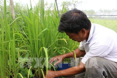 Khuyến cáo cách phòng trừ dịch bệnh trên lúa