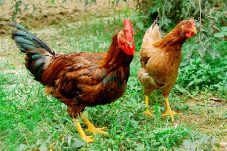Bắc Giang tìm giải pháp nâng chất lượng gà đồi Yên Thế