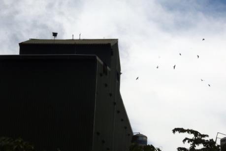 Kiên Giang phát triển nuôi chim yến