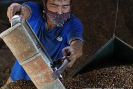 Đắk Lắk hỗ trợ các doanh nghiệp nâng công suất cơ sở chế biến cà phê sâu