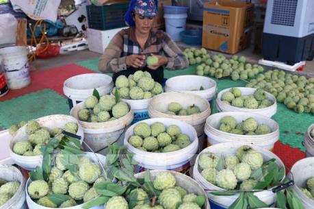 Nông dân Hải Dương thu lãi trên 200 triệu đồng/ha từ trồng na