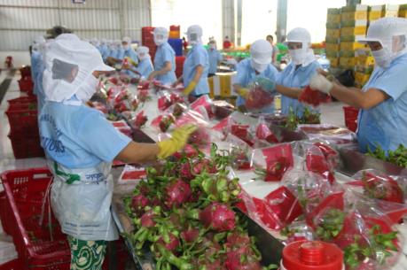 Thanh long Việt Nam cần điều kiện gì để xuất khẩu vào thị trường Australia