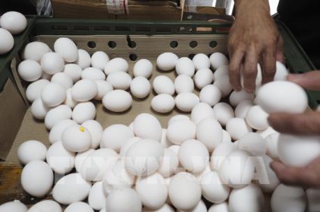 Phát hiện thêm 44 trại nuôi gia cầm sử dụng fipronil vượt ngưỡng tại Đài Loan (Trung Quốc)