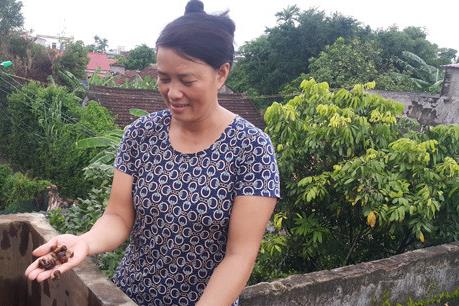 Xuất hiện hến chết trong bể nước sạch tại Ninh Bình: Công ty cấp nước lên tiếng
