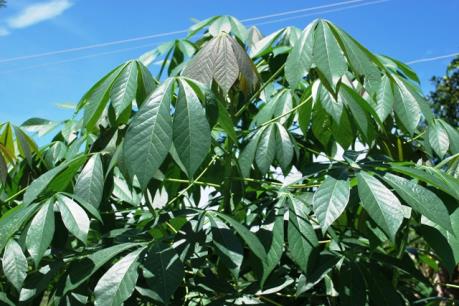 Tây Ninh: Bệnh khảm lá sắn lan nhanh