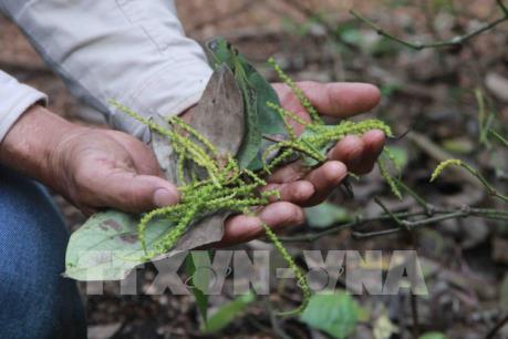 Hàng ngàn trụ hồ tiêu ở Đắk Lắk bị cháy lá, rụng đốt một cách bất thường
