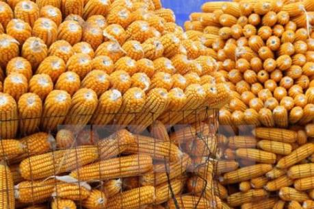 Nghịch lý nhập khẩu thức ăn chăn nuôi