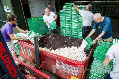 Bulgaria thu giữ 1 tấn bột trứng bị nhiễm fipronil có xuất xứ từ Đức