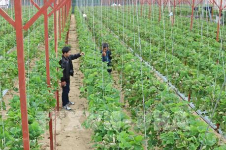 Đầu tư hơn 300 tỷ đồng nhân rộng mô hình Trung tâm sau thu hoạch rau, củ, quả