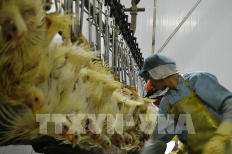 Bộ Y tế cảnh báo về nguy cơ bùng phát dịch cúm gia cầm