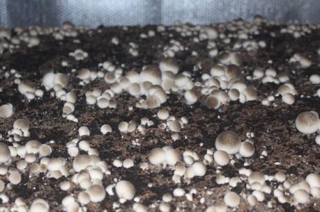 Mô hình trồng nấm bằng bông đã rút sợi cho thu nhập cao