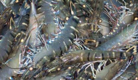 Tôm nguyên liệu có xu hướng tăng giá