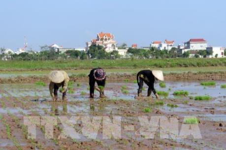 Sản xuất lúa Thu Đông gặp khó khăn