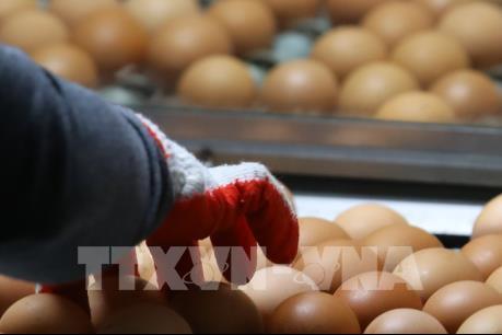 EU sẽ nhóm họp về an toàn thực phẩm sau vụ bê bối trứng "bẩn"