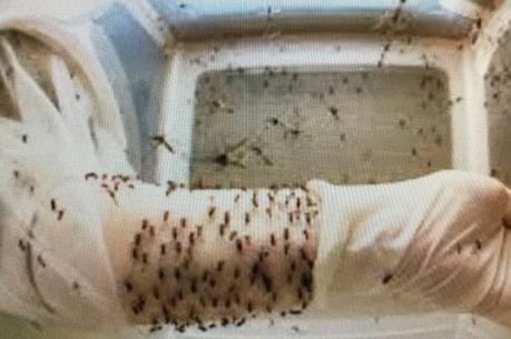 Chuyện lạ: Nuôi muỗi vằn để phòng chống sốt xuất huyết