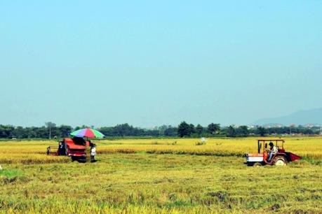 Thừa Thiên - Huế đặt mục tiêu xây dựng 5.500 ha cánh đồng mẫu lớn