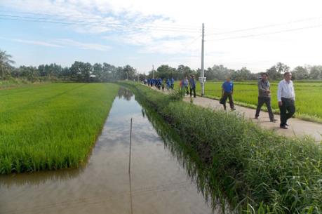 Lúa hữu cơ sinh học được bao tiêu với giá hơn gấp rưỡi so với lúa thường