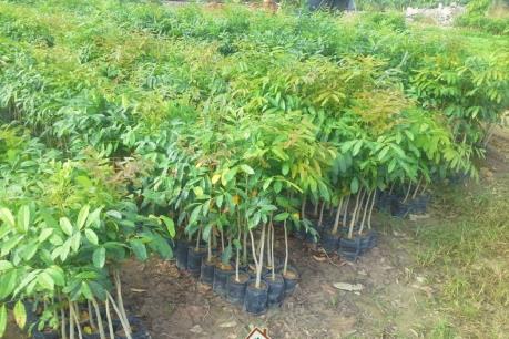 Thừa Thiên Huế cải thiện nguồn giống phát triển trồng rừng gỗ lớn