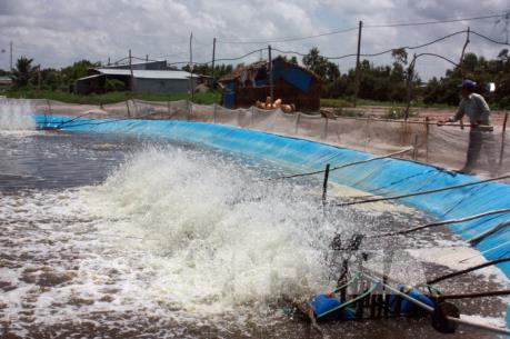 Hệ lụy khó lường từ nuôi tôm thẻ chân trắng trên vùng nước ngọt