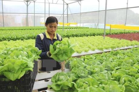 Lâm Đồng chính thức có vùng nông nghiệp công nghệ cao đầu tiên