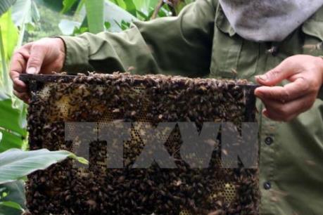 Đắk Lắk nâng cao năng suất, chất lượng mật ong