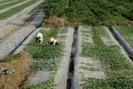 Cà Mau mời gọi đầu tư vùng nông nghiệp ứng dụng công nghệ cao