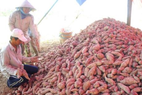 Khoai lang giảm giá, nông dân Hòn Đất thua lỗ nặng