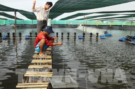 Nuôi tôm siêu thâm canh cho năng suất cao, nhưng không để tự phát