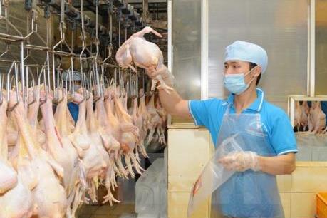 Nhân rộng cơ sở an toàn dịch bệnh để đáp ứng thị trường trong nước và xuất khẩu