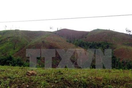 Tình trạng phá rừng ở Mường Nhé, Điện Biên: Cơ bản đã ngăn chặn được