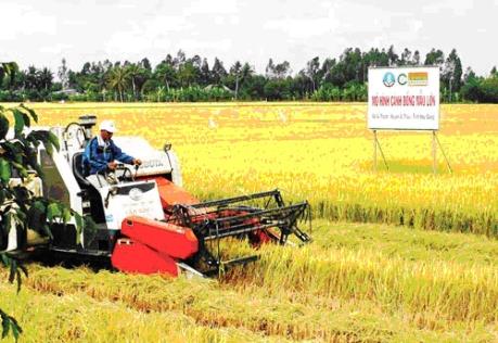 Cánh đồng lúa quy mô 10.000 ha giúp tăng thu nhập cho nông dân