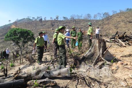 Kiểm tra hiện trường, điều tra vụ phá hơn 43 ha rừng tự nhiên tại Bình Định